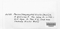 Capitotricha bicolor image